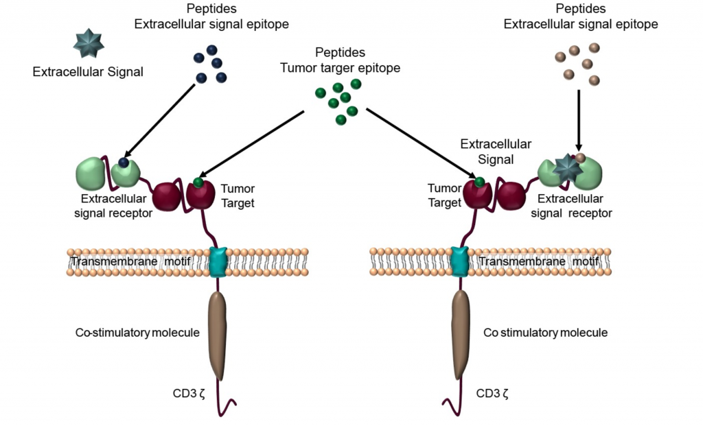 rfucar_celluris